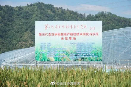 雜交水稻產量,雜交水稻產量提高多少
