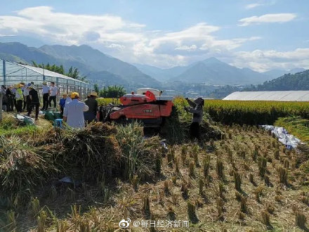 雜交水稻產量,雜交水稻產量提高多少
