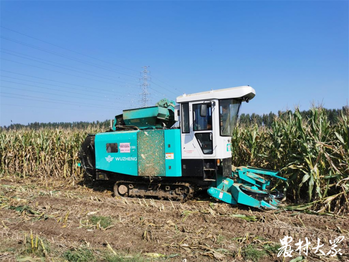 雨大有积水，兖州玉米收获推行“秸秆离田”模式