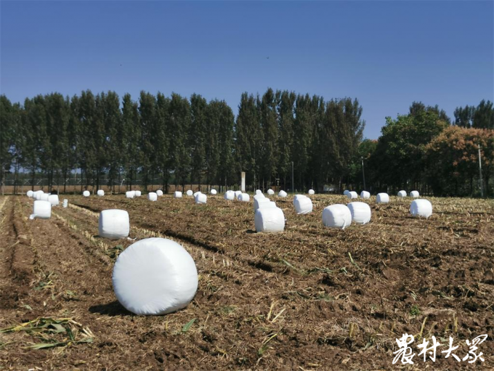 雨大有積水，兗州玉米收獲推行“秸稈離田”模式