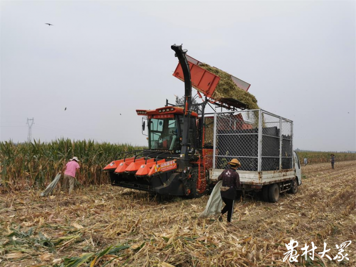 雨大有积水，兖州玉米收获推行“秸秆离田”模式