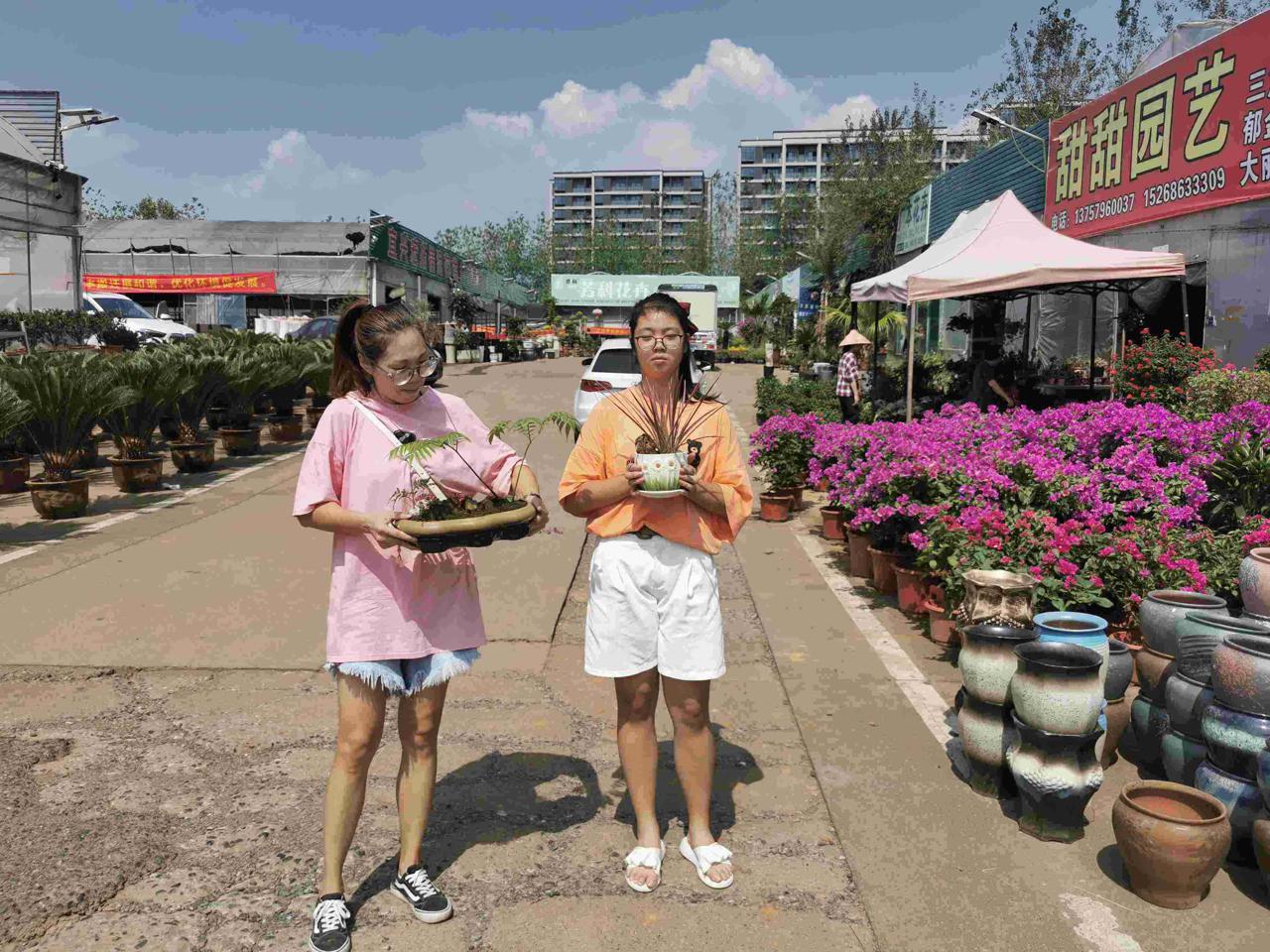 国庆期间 这些花卉等你搬回家 佳辰