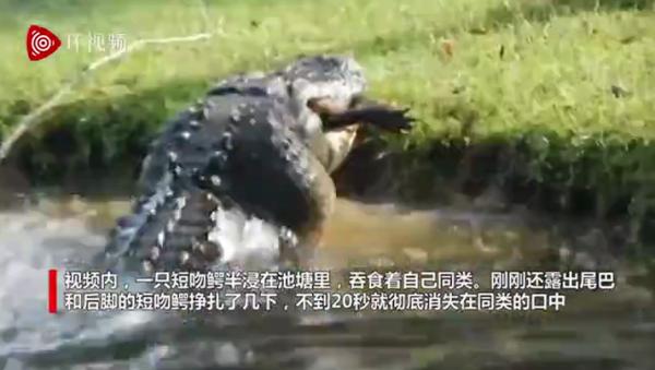 鱷魚吃鱷魚,鱷魚吃鱷魚嗎