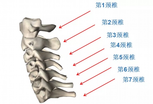 所以頸椎早早老化得了頸椎病,疼起來頭暈目眩讓人煩不勝煩,睡個覺