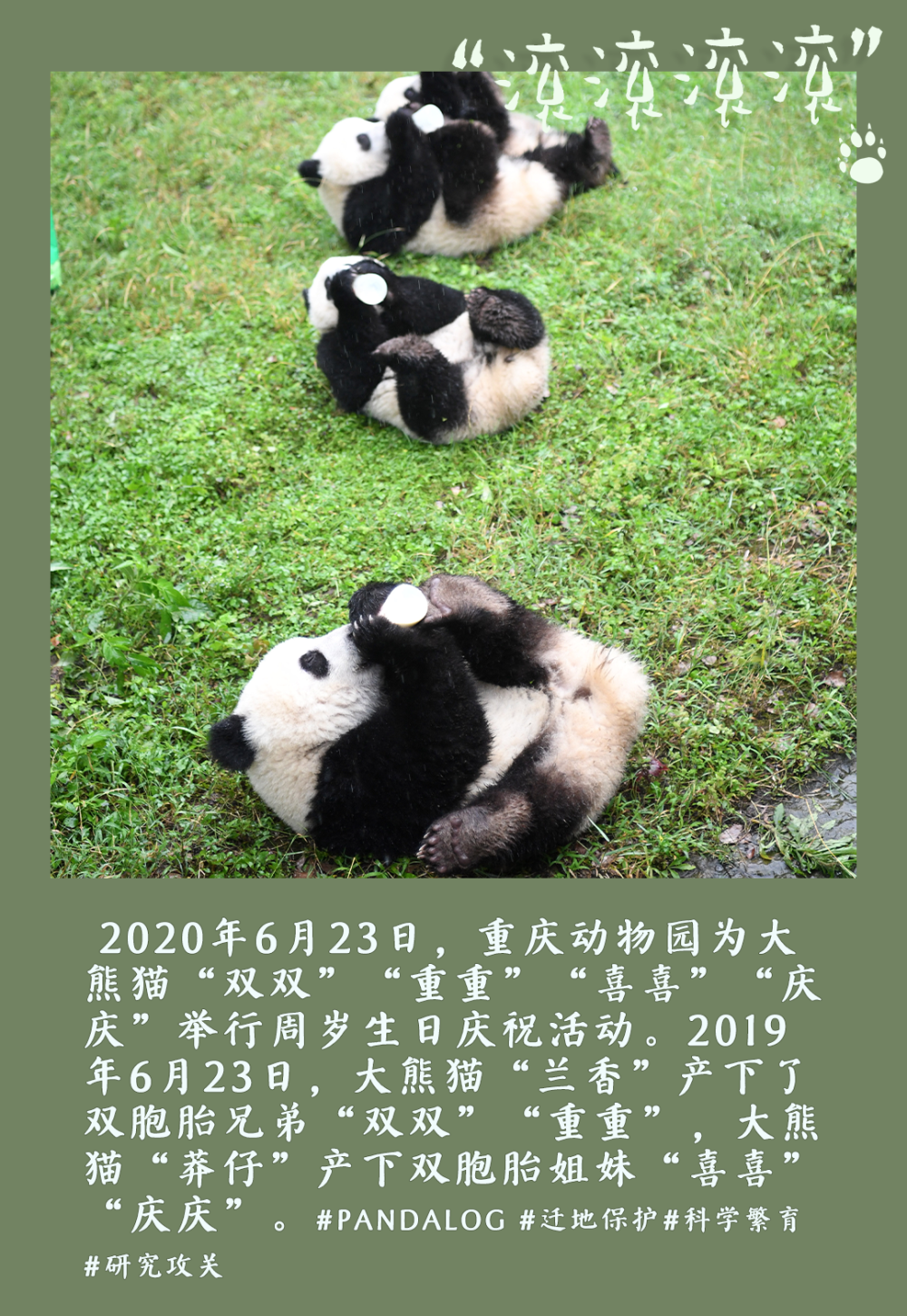 镜观中国丨大熊猫的30张拍立得：一部保护“滚滚”的PLOG