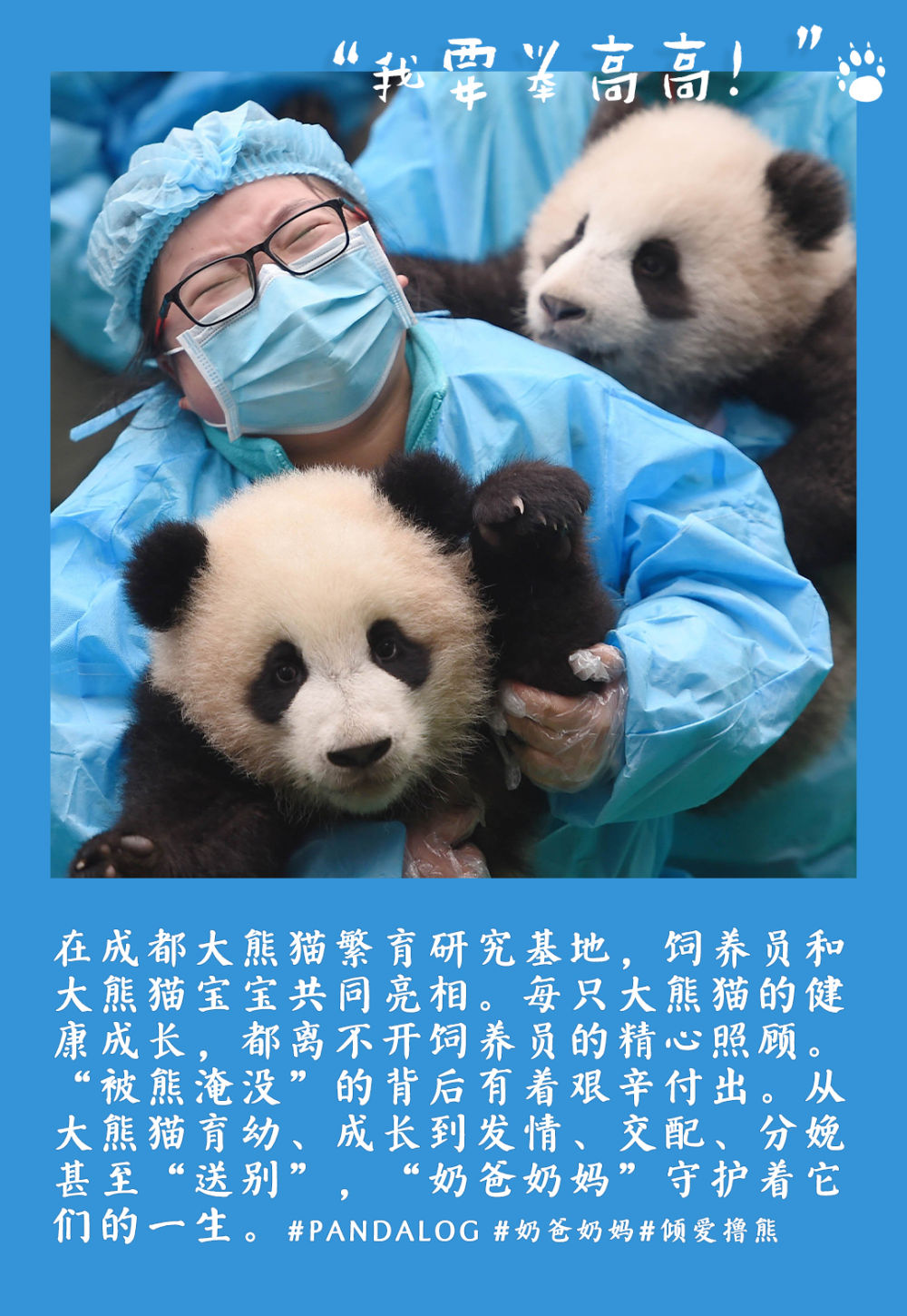 镜观中国丨大熊猫的30张拍立得：一部保护“滚滚”的PLOG