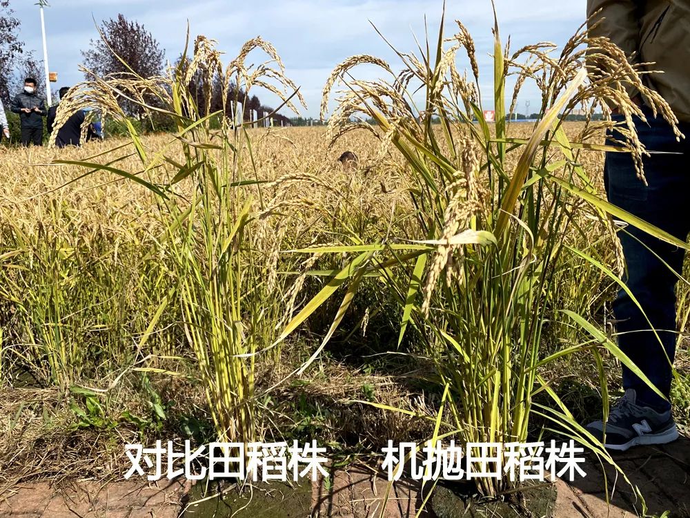 拋秧機，種田農(nóng)民的新選擇