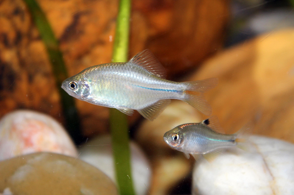 你知道哪些魚中國獨(dú)有嗎？快來上海海洋水族館這個(gè)特展看看