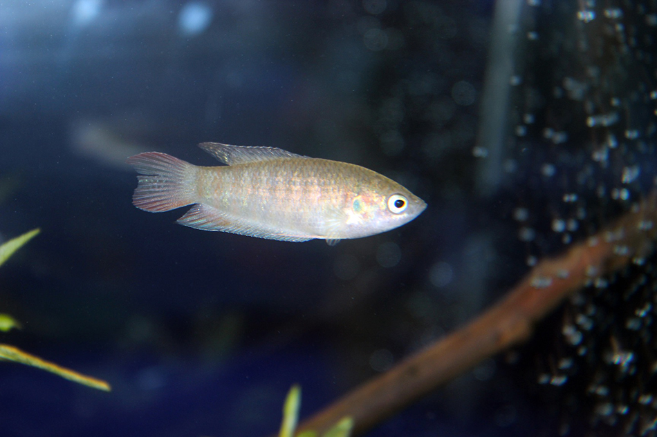 你知道哪些魚中國獨(dú)有嗎？快來上海海洋水族館這個(gè)特展看看