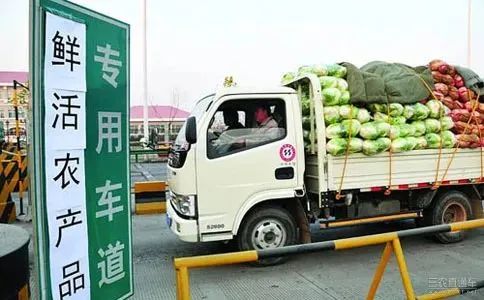 芥菜圖片,芥菜圖片薺菜圖片