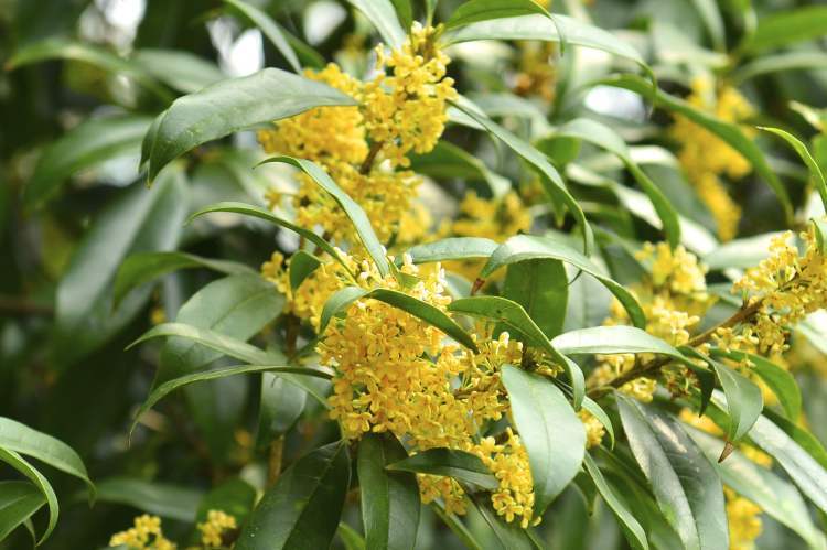 桂花什么時候開,桂花什么時候開花季節