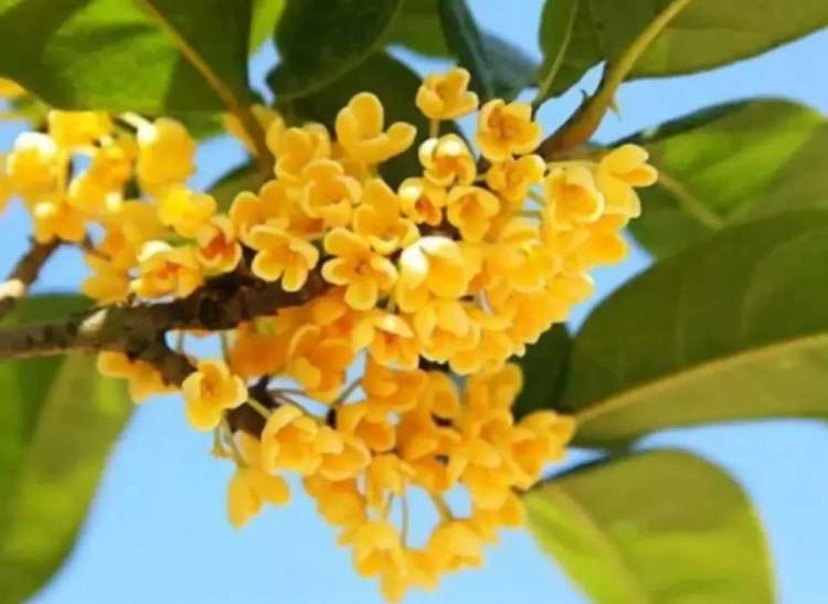 桂花什么時候開,桂花什么時候開花季節