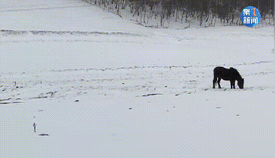 紧急响应III！咸阳，宝鸡，铜川......陕西有更多的降雪！西安雪......