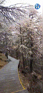 紧急响应III！咸阳，宝鸡，铜川......陕西有更多的降雪！西安雪......