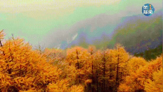 紧急响应III！咸阳，宝鸡，铜川......陕西有更多的降雪！西安雪......