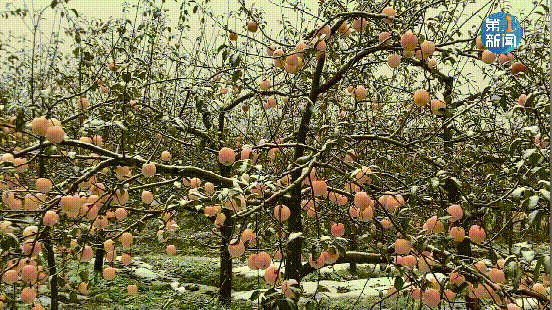 紧急响应III！咸阳，宝鸡，铜川......陕西有更多的降雪！西安雪......