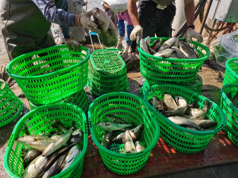 鱸魚產于哪里,我國的四大名魚之一的鱸魚產于哪里