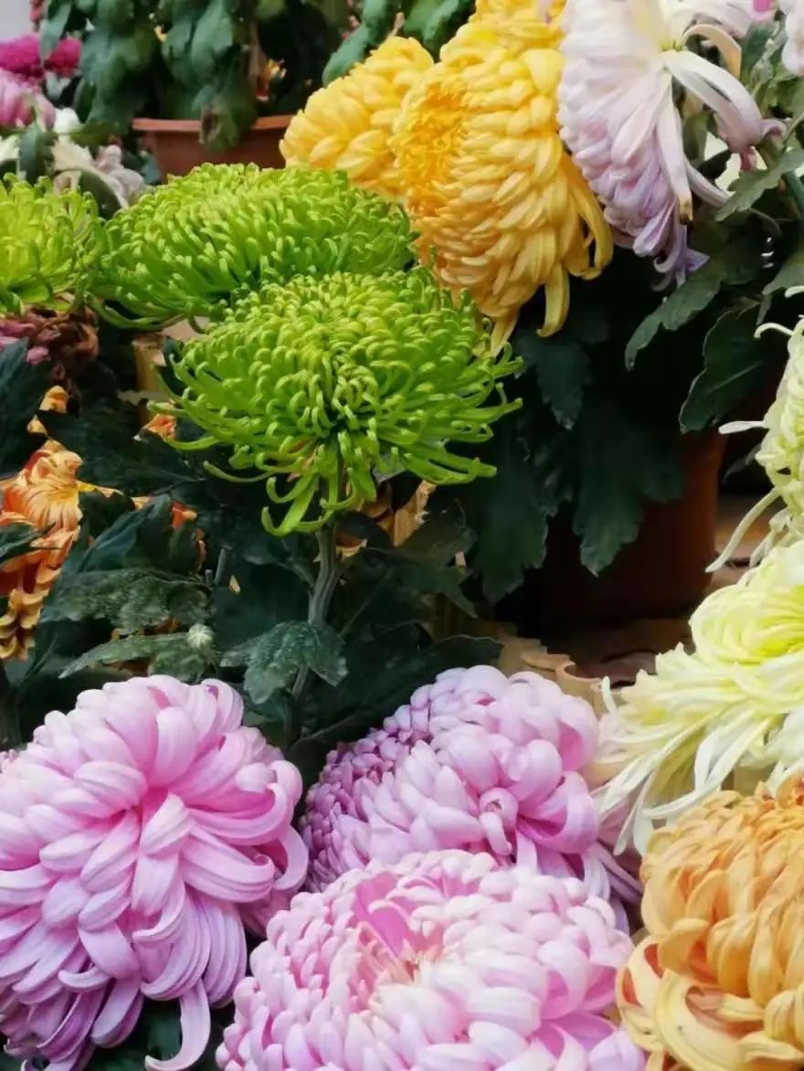 菊花什么季节开花(菊花什么季节开花牡丹) - 上海苗木信息网