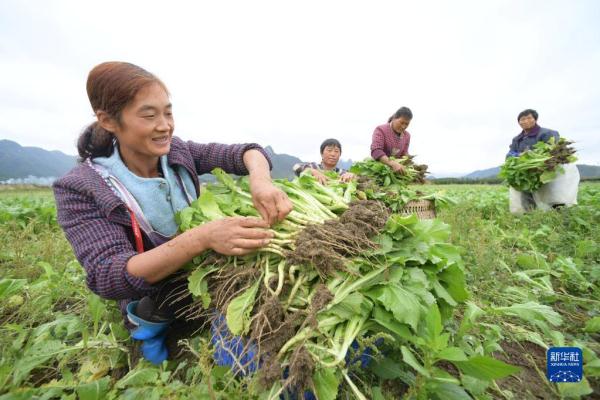 贵州绥阳:秋冬蔬菜种植忙