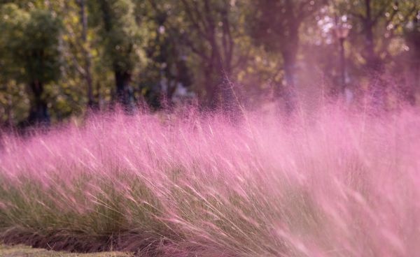 粉黛浪漫、芙蓉温柔，去公园追一场绝美秋色