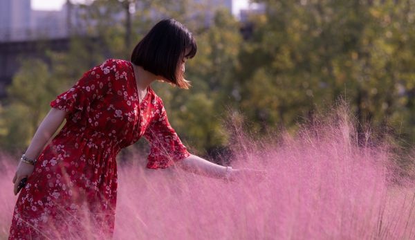 粉黛浪漫、芙蓉温柔，去公园追一场绝美秋色