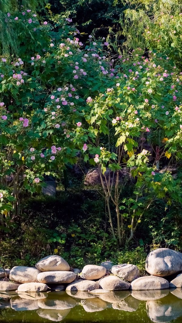 粉黛浪漫、芙蓉温柔，去公园追一场绝美秋色