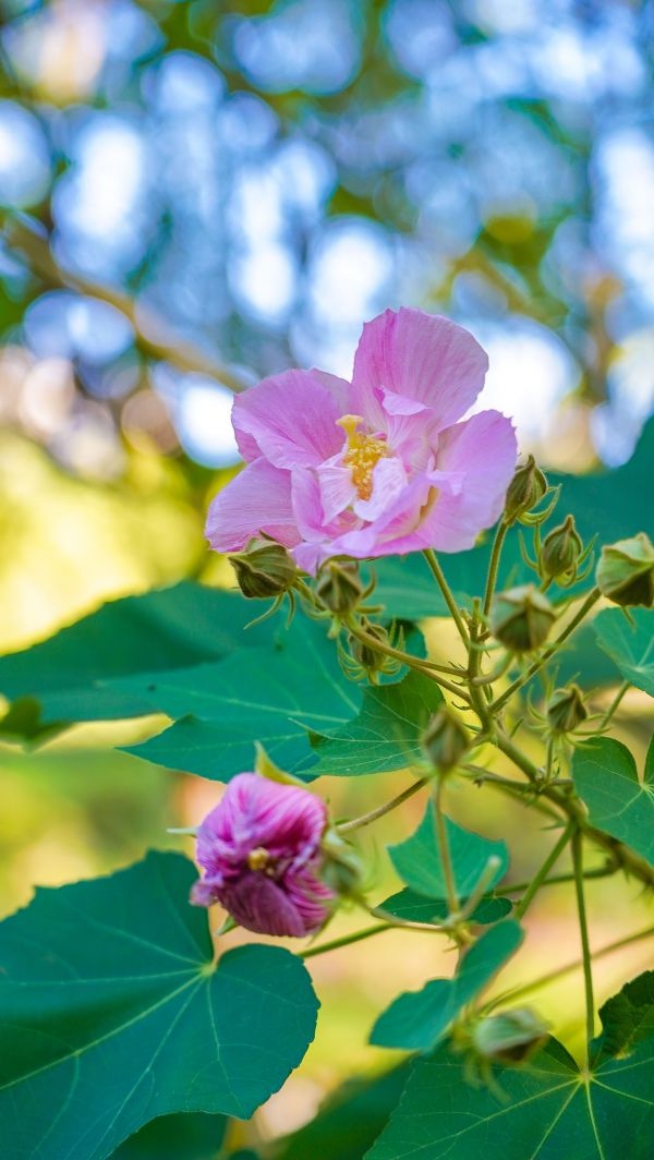 粉黛浪漫、芙蓉温柔，去公园追一场绝美秋色