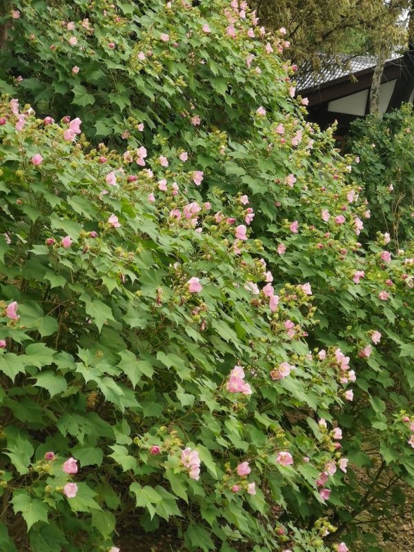 粉黛浪漫、芙蓉温柔，去公园追一场绝美秋色