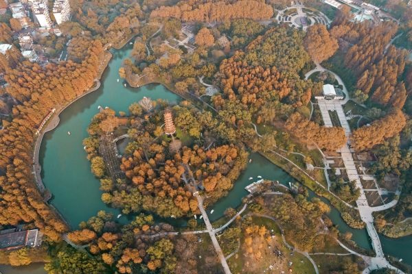 粉黛浪漫、芙蓉温柔，去公园追一场绝美秋色