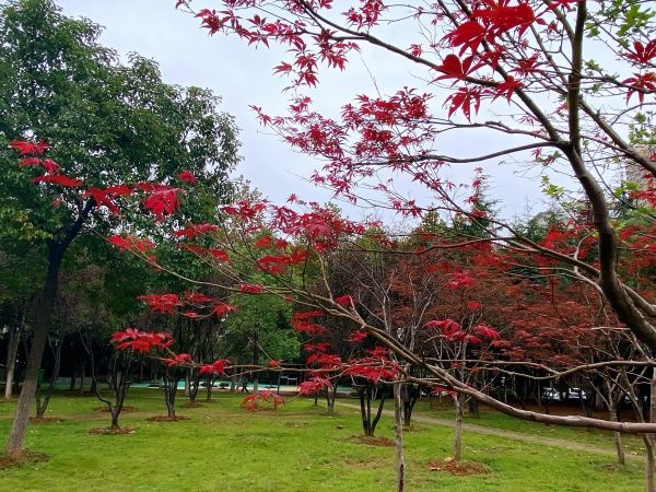 粉黛浪漫、芙蓉温柔，去公园追一场绝美秋色