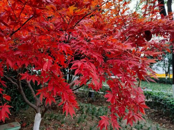 粉黛浪漫、芙蓉温柔，去公园追一场绝美秋色