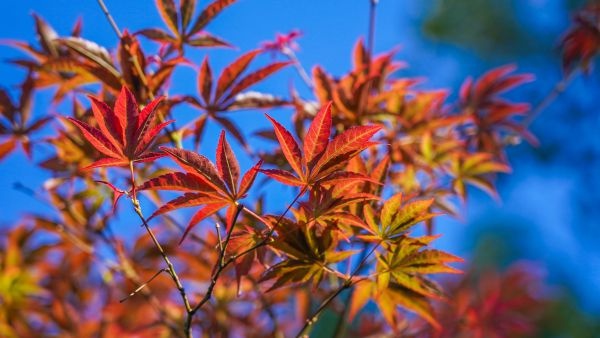 粉黛浪漫、芙蓉温柔，去公园追一场绝美秋色