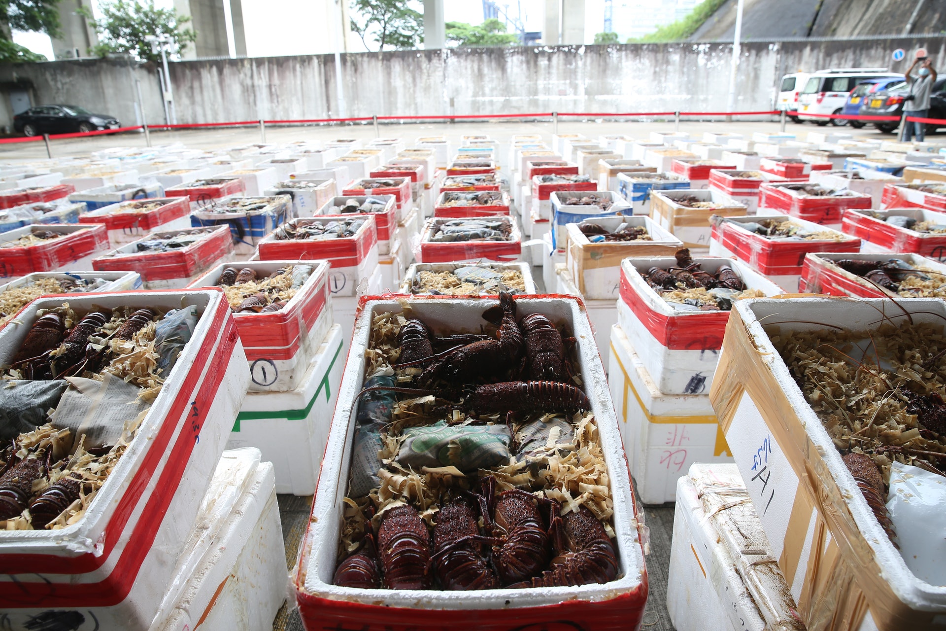 香港海关：市值约350万元澳走私龙虾被查获，将运往内地