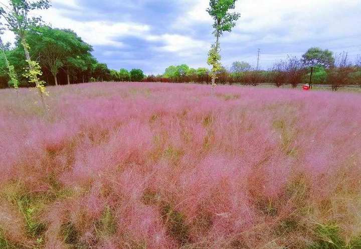 赞粉黛乱子草