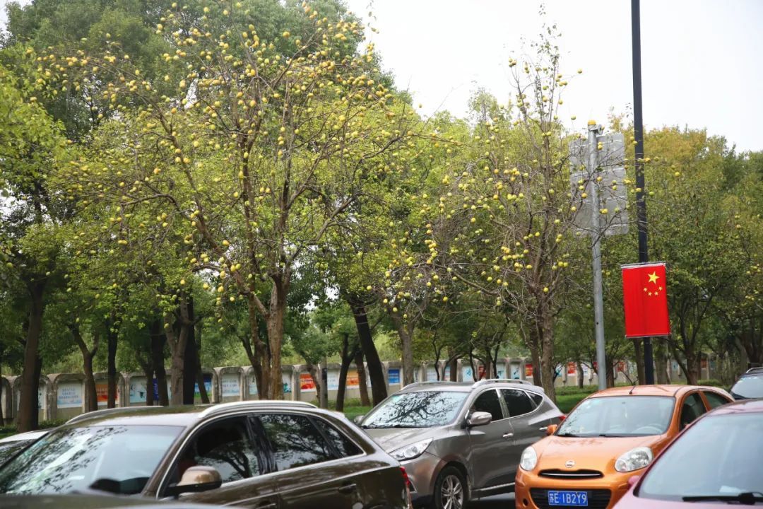 番木瓜是什么,番木瓜是什么樣子的