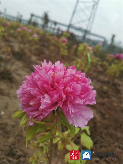 紫羅蘭盛開的季節(jié),紫羅蘭盛開的季節(jié)小說