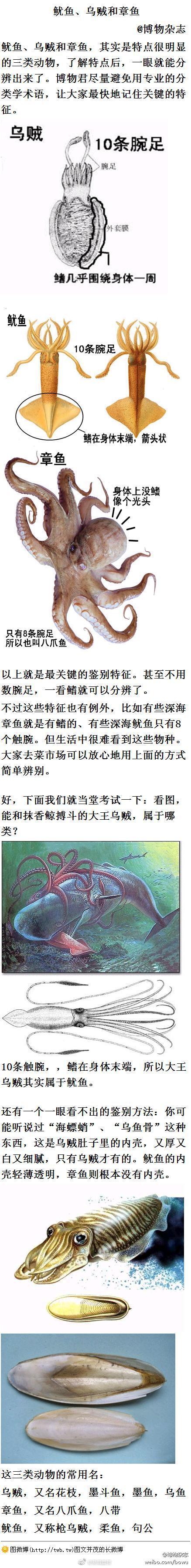 乌贼章鱼鱿鱼的区别(深入解析乌贼、章鱼、鱿鱼的独特之处)