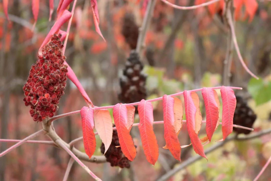 你在我眼中是最美～寻找呼和浩特最美校园