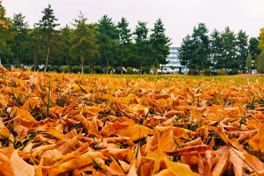 你在我眼中是最美～寻找呼和浩特最美校园