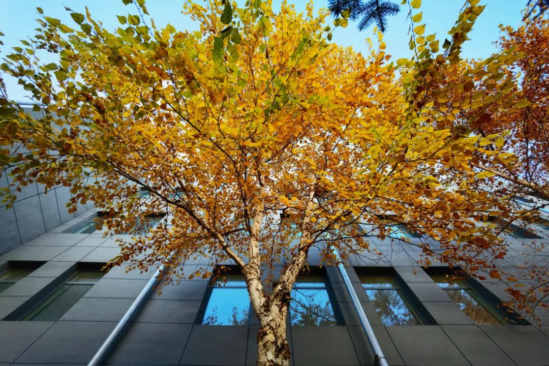 你在我眼中是最美～寻找呼和浩特最美校园