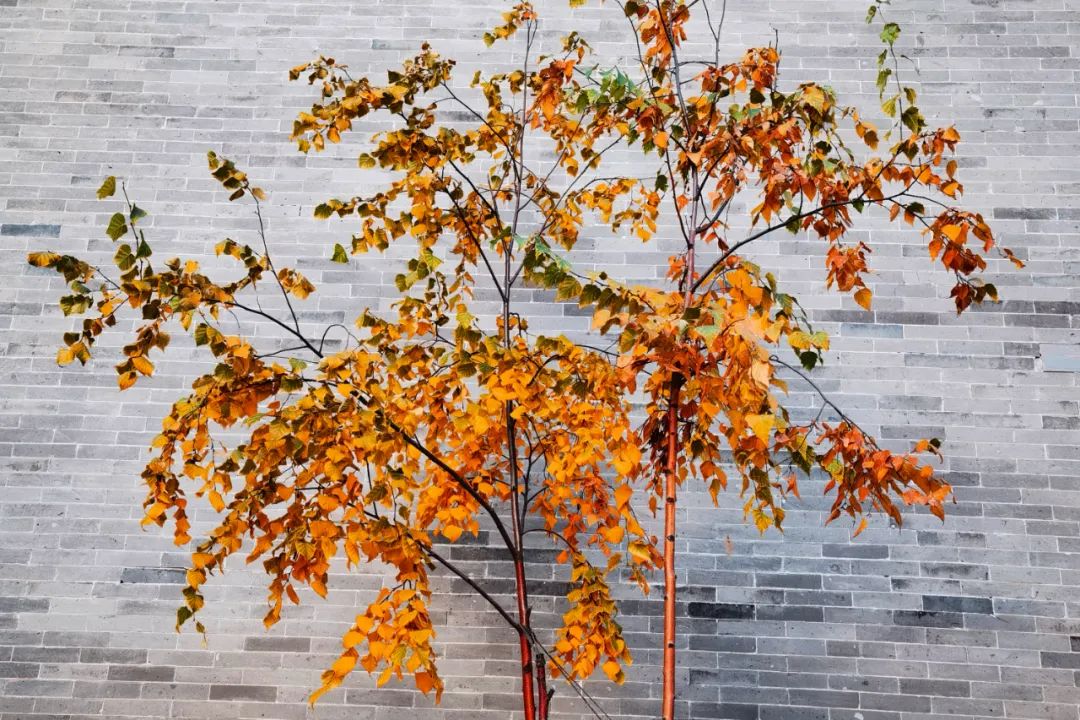 你在我眼中是最美～寻找呼和浩特最美校园