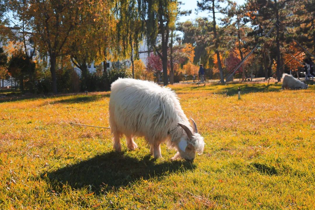 你在我眼中是最美～寻找呼和浩特最美校园