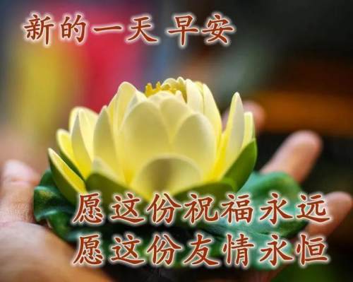 清晨美好正能量励志语录，清新带字图片安康问候祝福图片大全