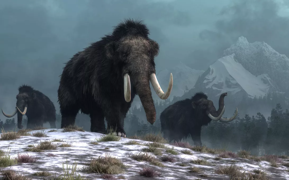 科学家研究发现羊毛猛犸象的灭绝的原因或是快速变化气候