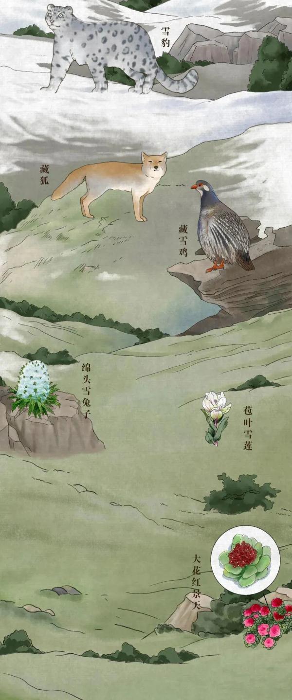 我國有哪些珍稀動物,我國有哪些珍稀動物生活在哪里