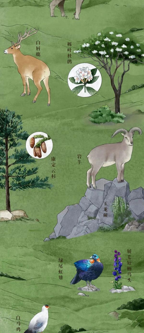 我國有哪些珍稀動物,我國有哪些珍稀動物生活在哪里