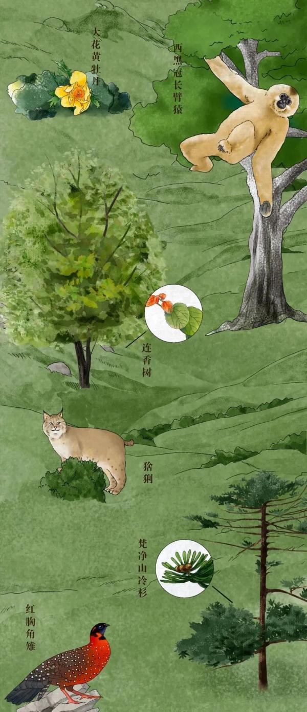 我國有哪些珍稀動物,我國有哪些珍稀動物生活在哪里