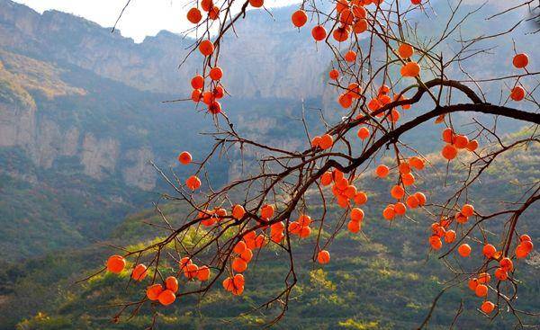 当代散文||难忘家乡柿子甜