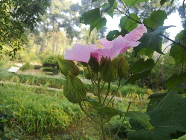 木芙蓉花图片大全（变脸比翻书还快的木芙蓉）