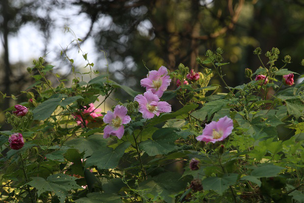 木芙蓉花图片大全（变脸比翻书还快的木芙蓉）